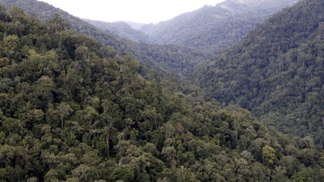 Hutan lindung yang harus dilindungi