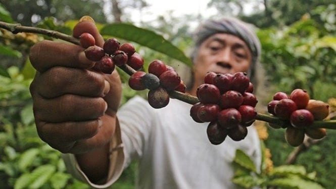 Kopi Sidikalang: Emas Hitam dari Tanah Batak yang Menggoda