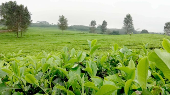 Harta Karun Hijau Sumatera Utara: Kebun Teh Sidamanik, Legendaaktu