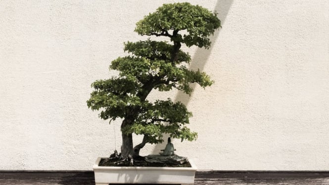 Ilustrasi Bonsai