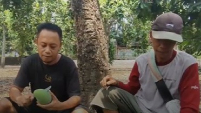 Mangga alpukat Pasuruan panen raya