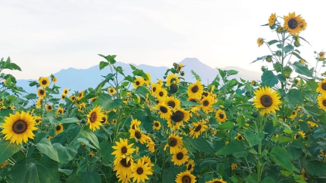 8 Spot Foto Taman Bunga yang Instagramabel di Malang Raya