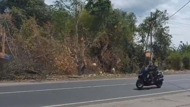 Lokasi pohon tumbang timpa pemotor