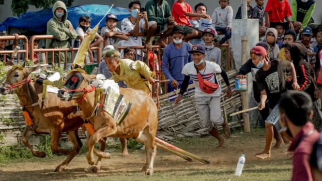 Tradisi Madura Keunikan Karapan Sapi