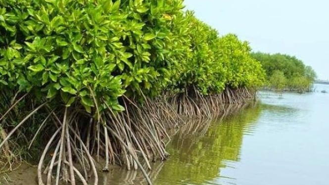 Eskrim Mangrove Inovasi Pangan Ramah Lingkungan