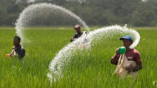 Petani sebar pupuk di sawah