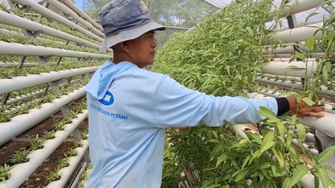 Kangkung Cabe Jadi Tren di Supermarket