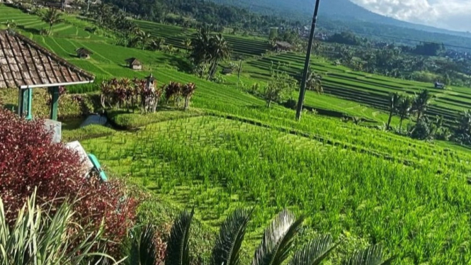 Harmoni Alam dan Budaya Bali di Desa Wisata Jatiluwih