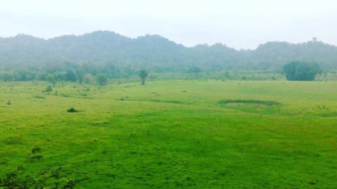 Padang Savana Sadengan, Alas Purwo, Banyuwangi