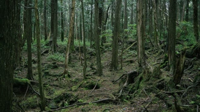 Hutan Bunuh Diri di Jepang