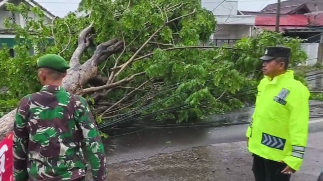 Pohon tumbang di jalur Pantura Kecamatan Wongsorejo