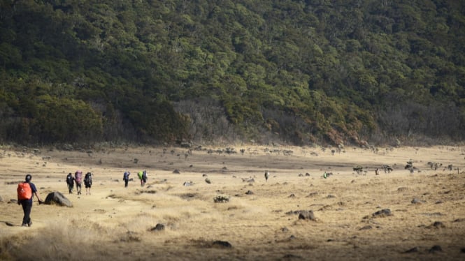 Gunung Gede Pangrango tutup hingga Maret 2025