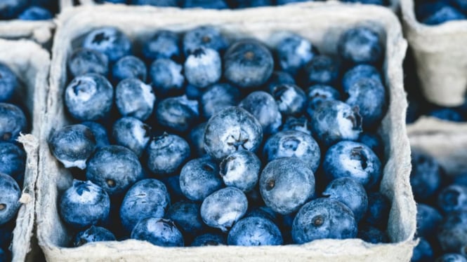 Kecil-kecil cabe rawit, segudang manfaat buah blueberry