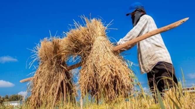 Petani mengikat gabah hasil panennya pada kayu untuk dipikul