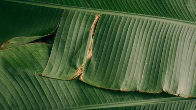 Manfaat Daun Pisang