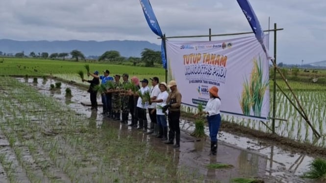 Program Agro-Solution Tanam Padi Zinc di Jember