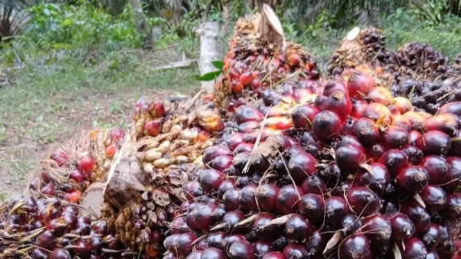 Indonesia produsen kelapa sawit terbesar