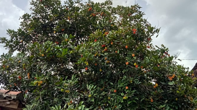 Pohon rambutan yang siap dipanen