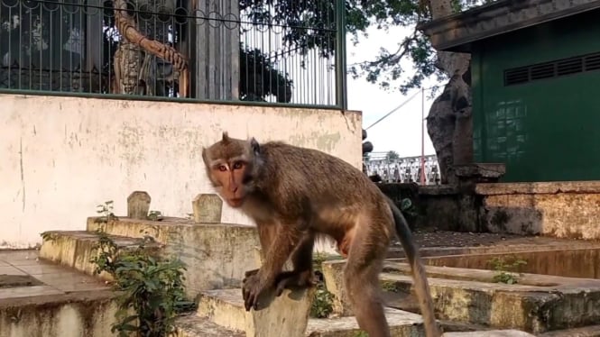 Ngujang, Makam Yang Dipenuhi Monyet Liar