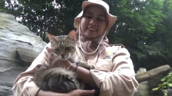 Kucing Lokal di Jember Viral karena Kepintarannya