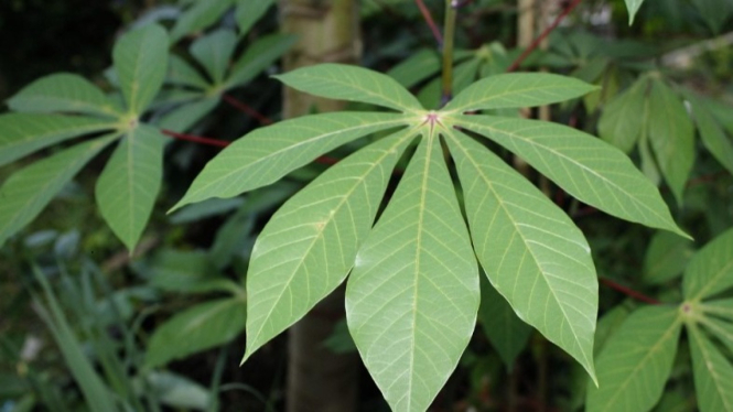 Manfaat daun singkong kaya akan nutrisi