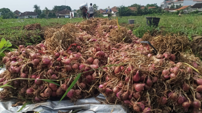 Panen raya bawang merah di Desa Bajulmati