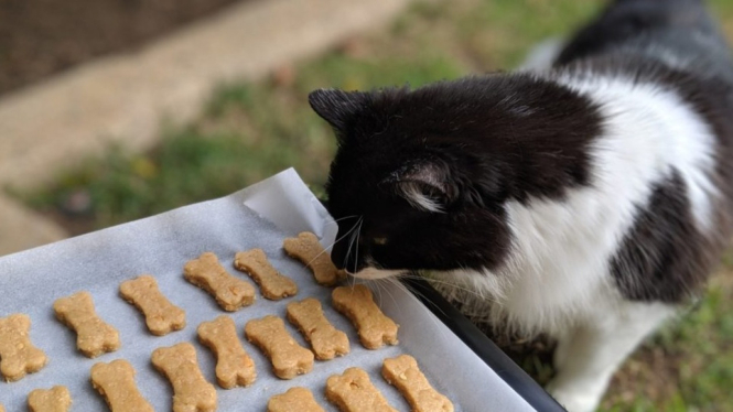 Panduan memilih makanan kucing yang sehat dan sesuai