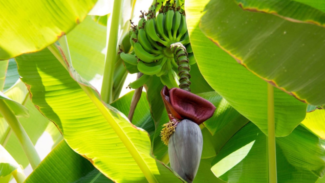 Pohon pisang yang mulai berbuah