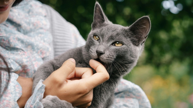 Waspadai Penyakit Kucing yang Bisa Menular ke Manusia