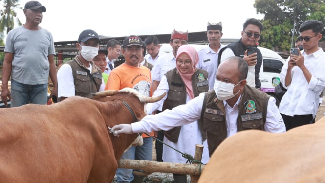 Cegah Penyakit Mulut dan Kuku, Vaksin Puluhan Ribu Sapi Ternak