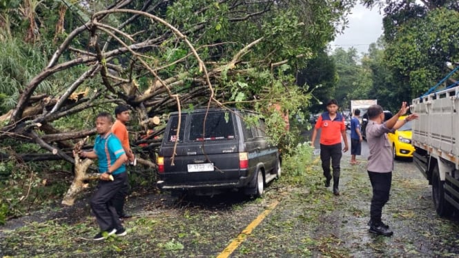 Pohon Besar Tumbang di Jalan Banyuwangi-Rogojampi