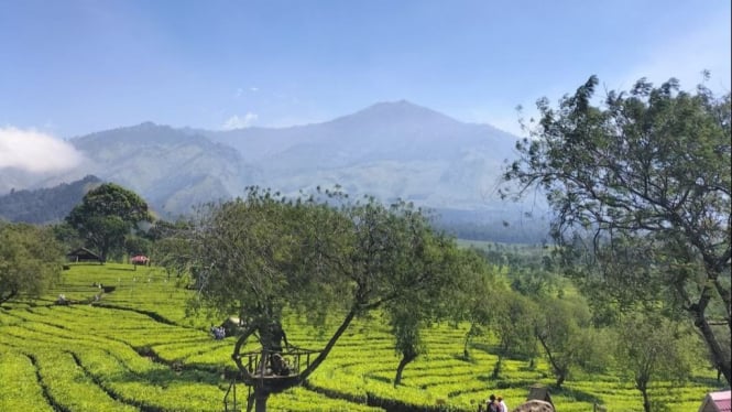 Kebun Teh Wonosari cocok untuk menyegarkan pikiran