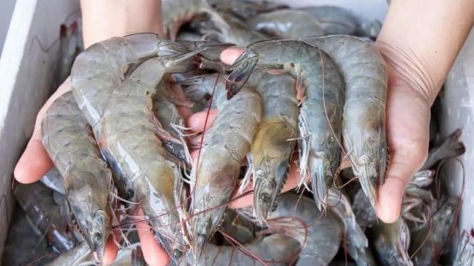 Tips membersihkan dan memilih udang segar