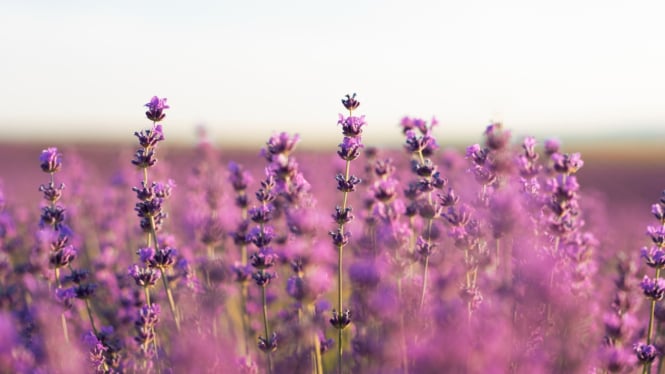 Ilustrasi ladang bunga lavender