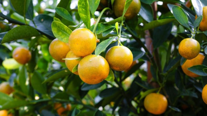 Buah Jeruk Mandarin