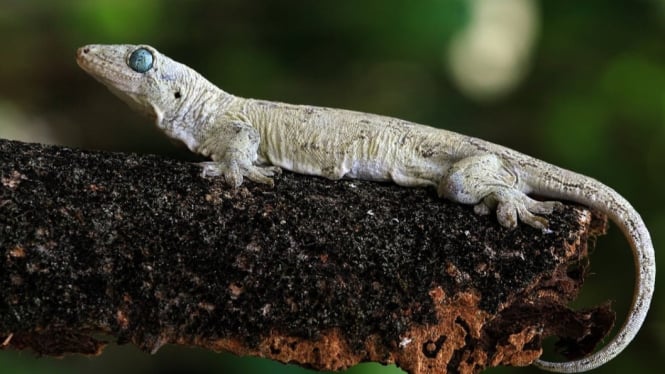 Cicak salah satu hewan reptil yang menggangu