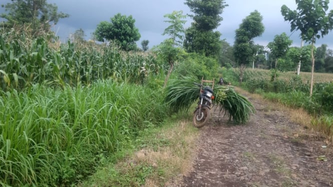 Tanaman jagung warga Kampung Bongkoran