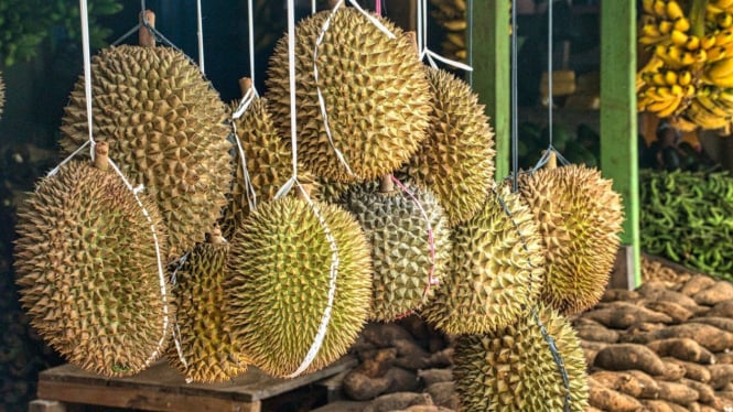 Ilustrasi Durian