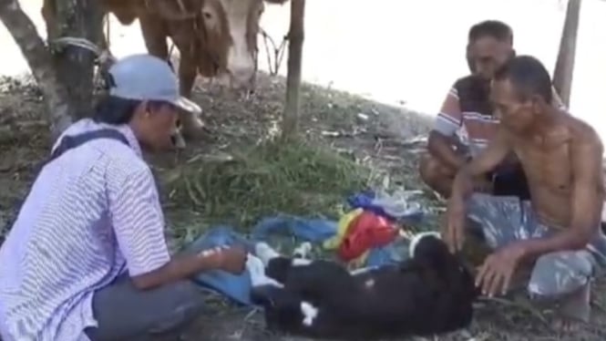 Heboh! Anak Sapi di Jember Lahir dengan Enam Kaki