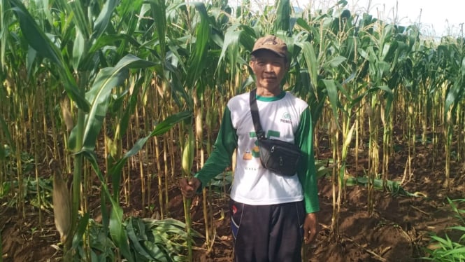 Petani jagung Desa Sidowangi