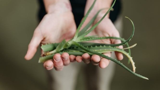 Aloe Vera, salah satu obat alami untuk kutil