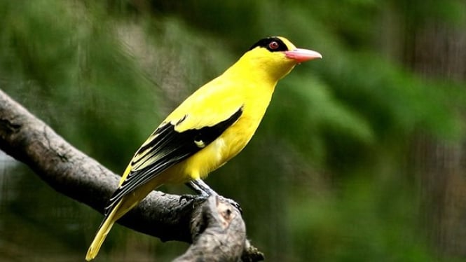 Burung kepodang yang memukau