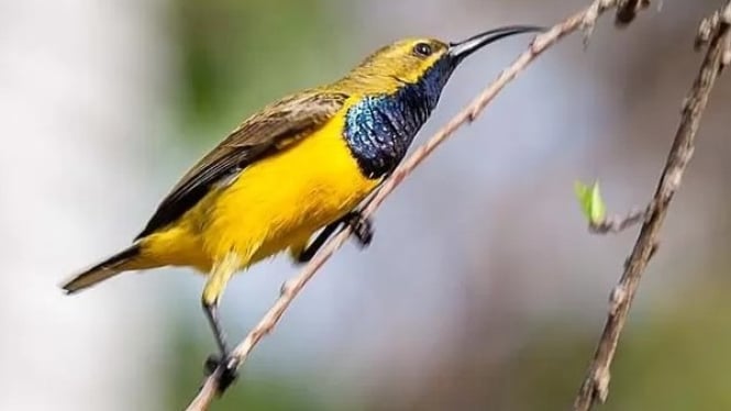 Burung Sotong yang indah mempesona