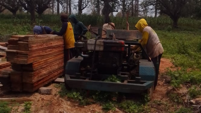 Pelaku pembalakan liar pohon kapuk hanyalah orang suruhan K