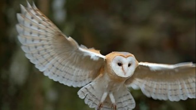 Burung Hantu Tito alba