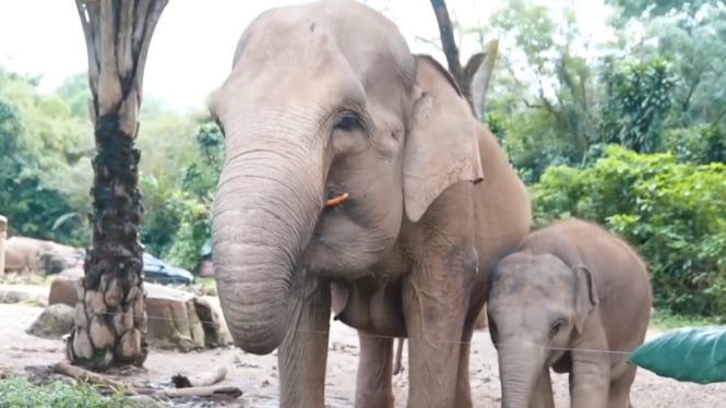 Beberapa Kumpulan Gajah di Taman Safari