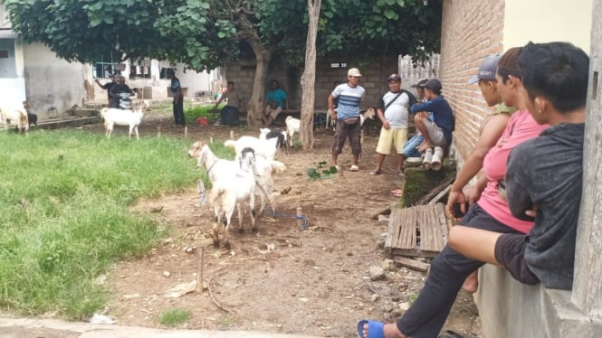 Menjelang Lebaran, Pasar Kambing Wongsorejo Lesu