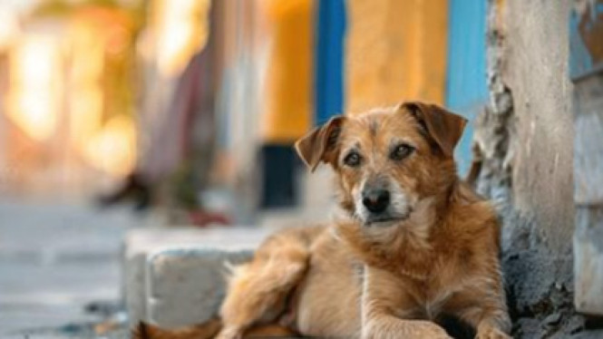 Kepedulian Masyarakat Terhadap Kesehatan Anjing Jalanan