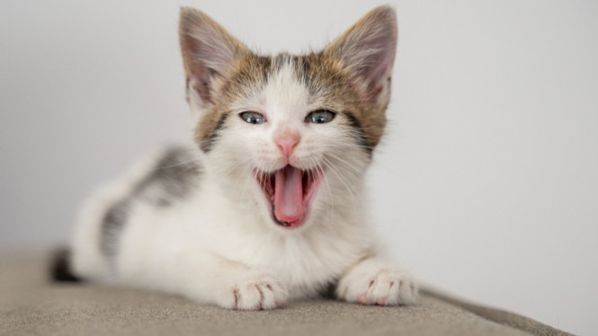 Kucing yang sedang mengeong
