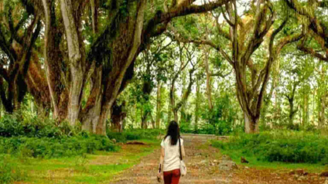 Healing Sempurna di Djawatan Forest Benculuk